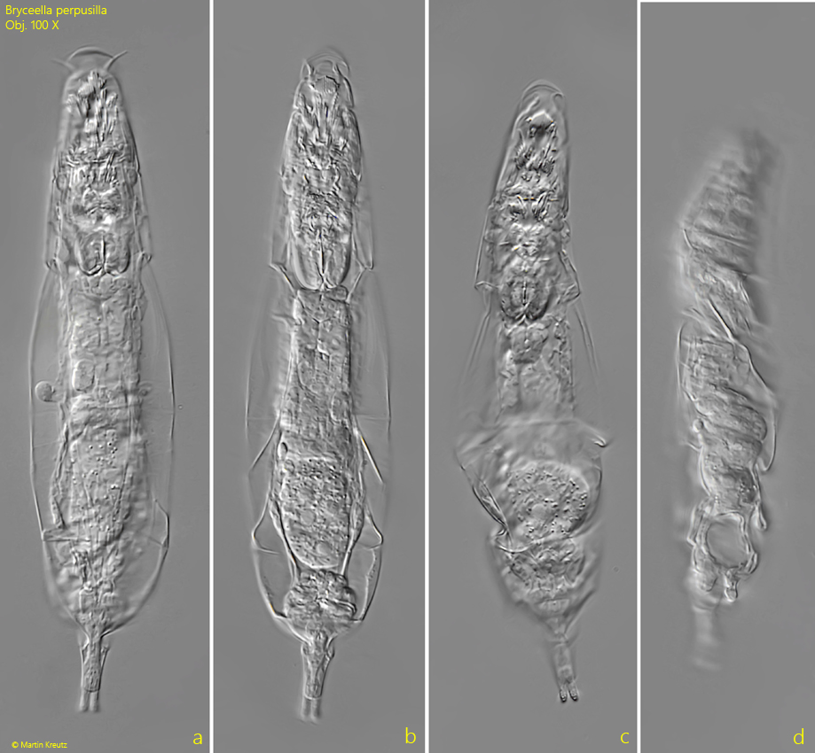 Bryceella-perpusilla