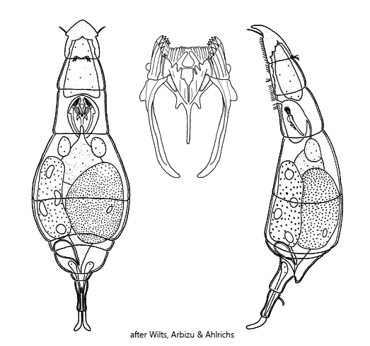 Bryceella-perpusilla