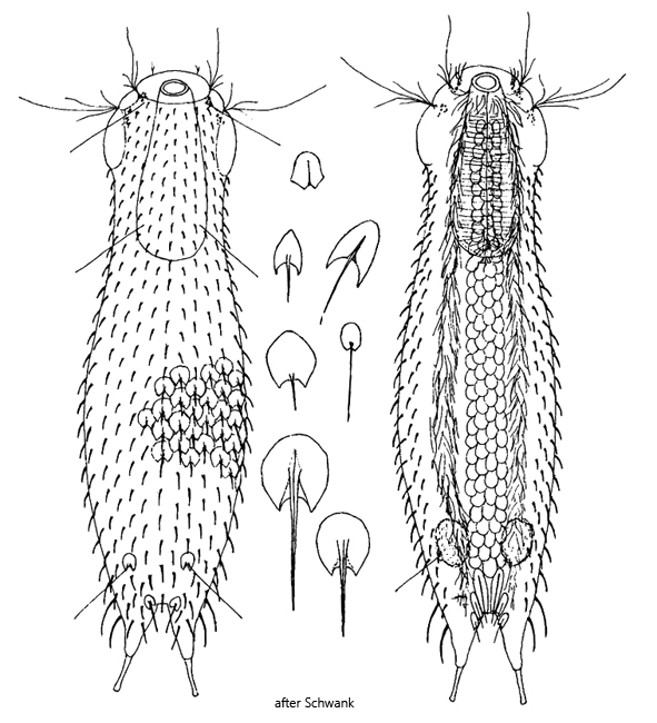 Chaetonotus-brevispinosus
