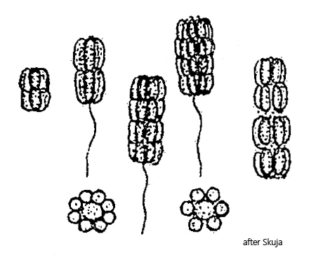 Chlorochromatium-aggregatum