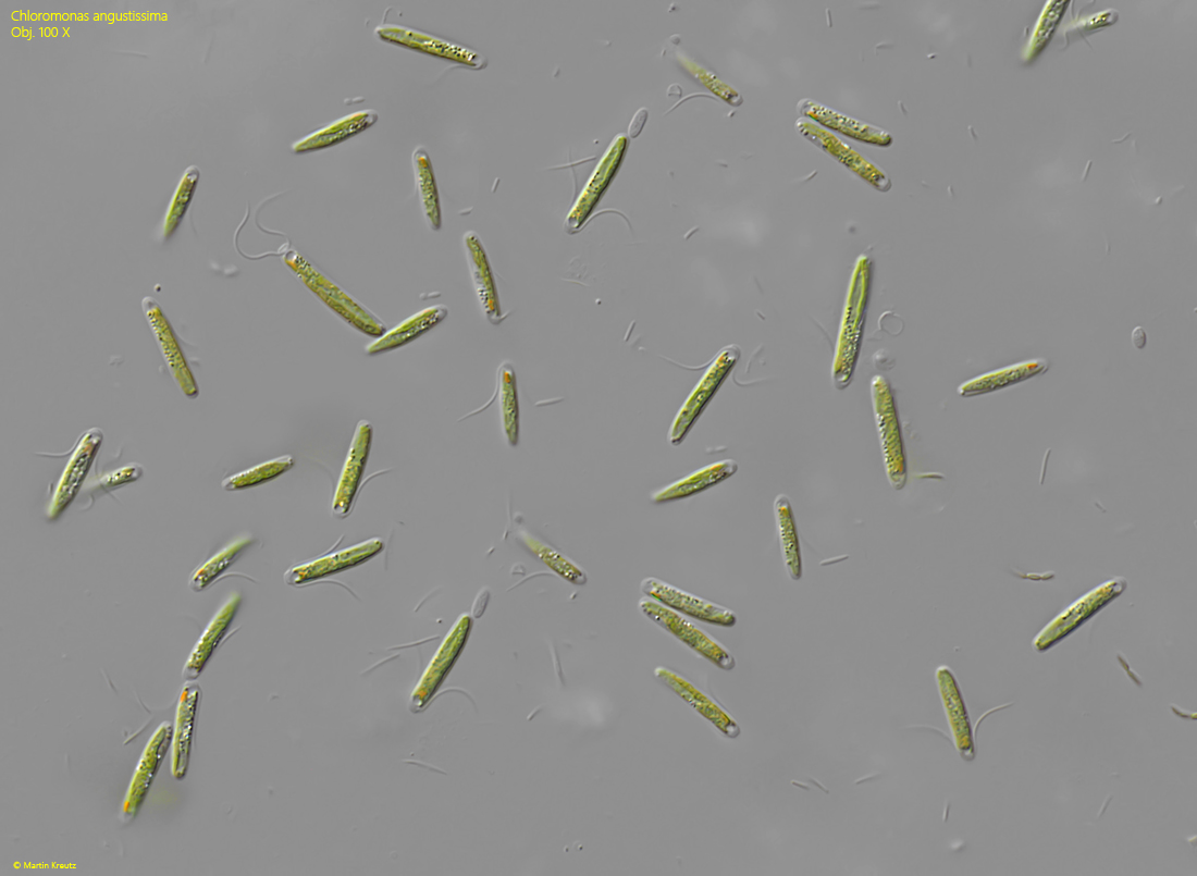 Chloromonas-angustissima