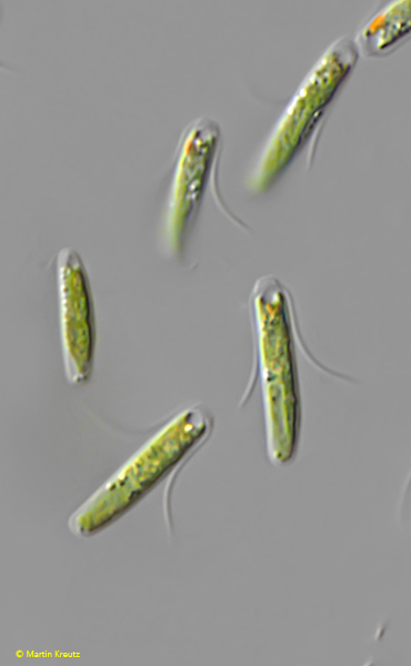 Chloromonas-angustissima