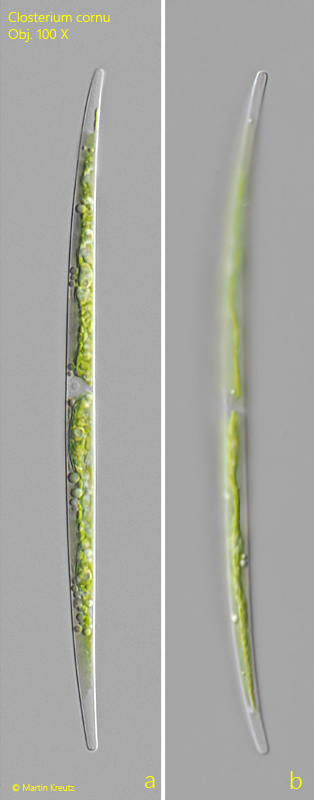 Closterium-cornu