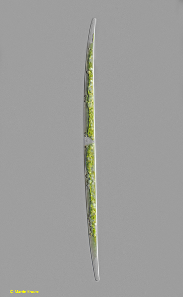 Closterium-cornu