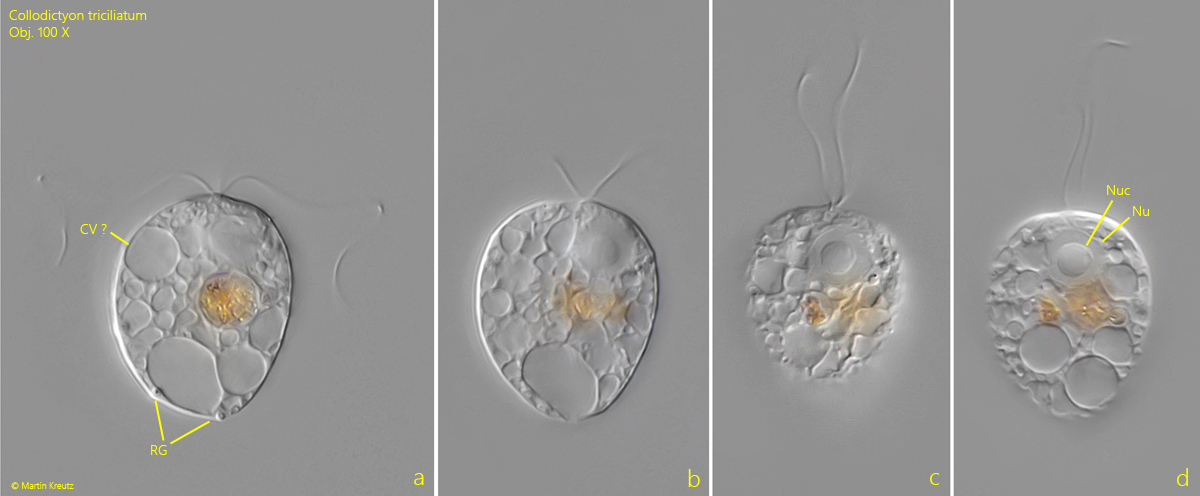 Collodictyon-triciliatum