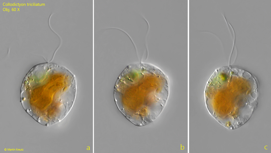 Collodictyon-triciliatum