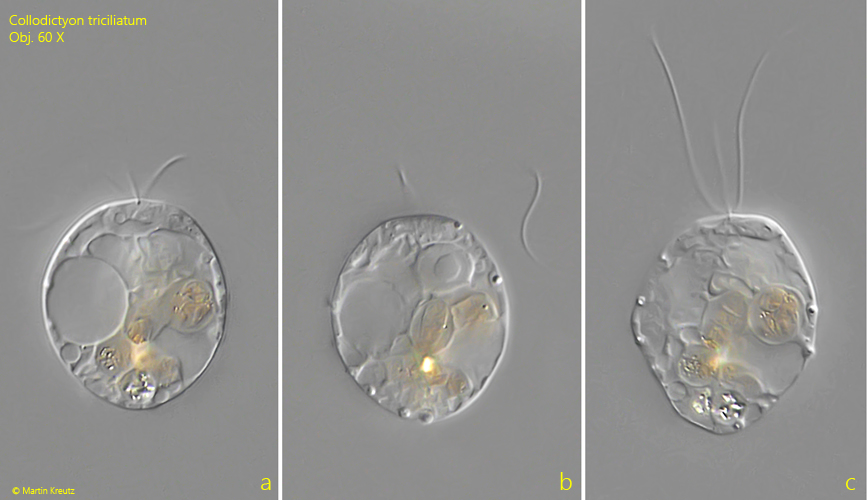 Collodictyon-triciliatum