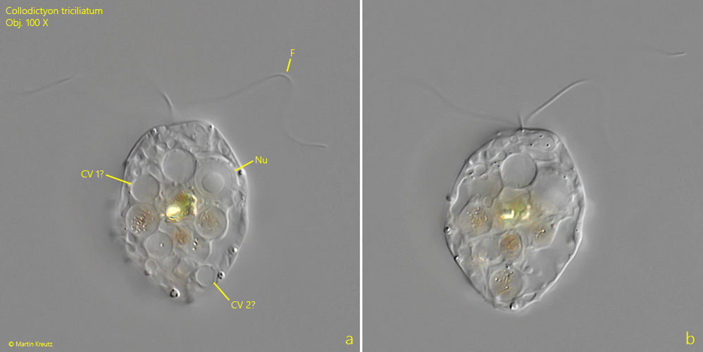 Collodictyon-triciliatum