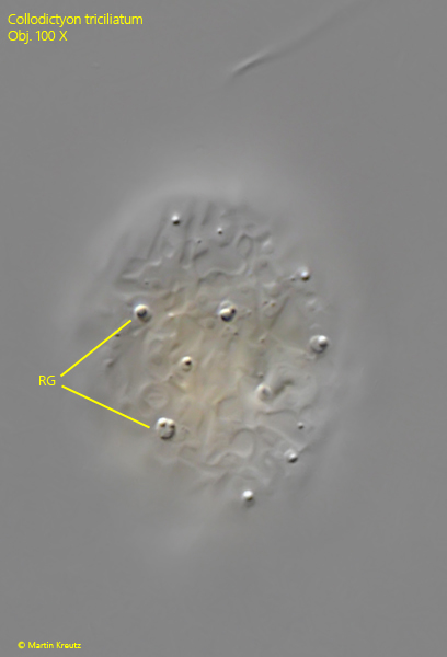 Collodictyon-triciliatum