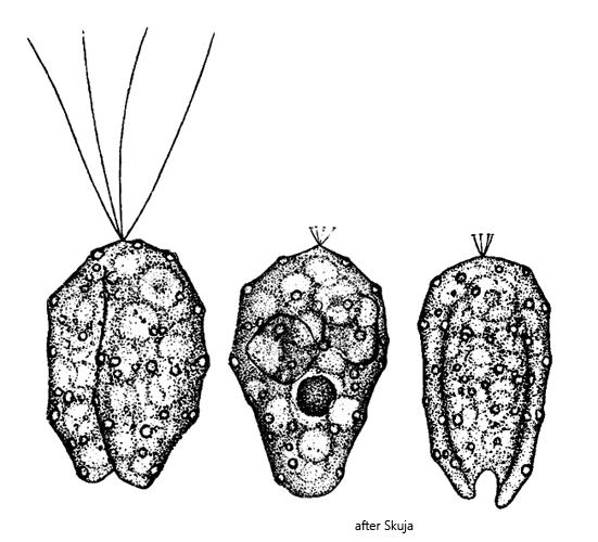 Collodictyon-triciliatum