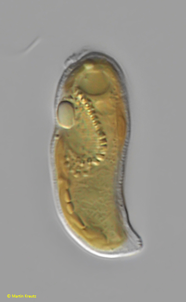 Cryptomonas-reflexa-var-reflexa