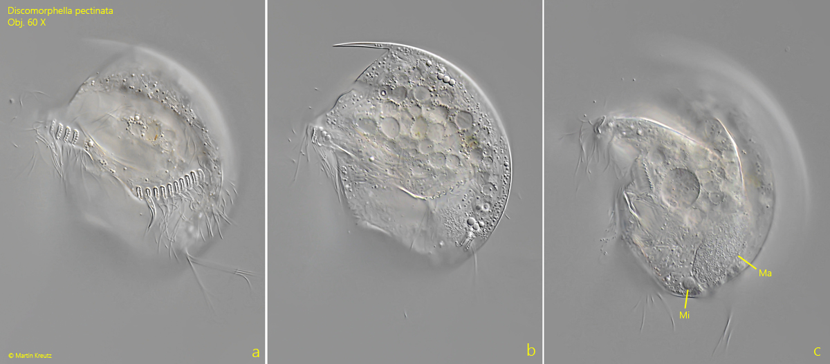 Discomorphella-pectinata