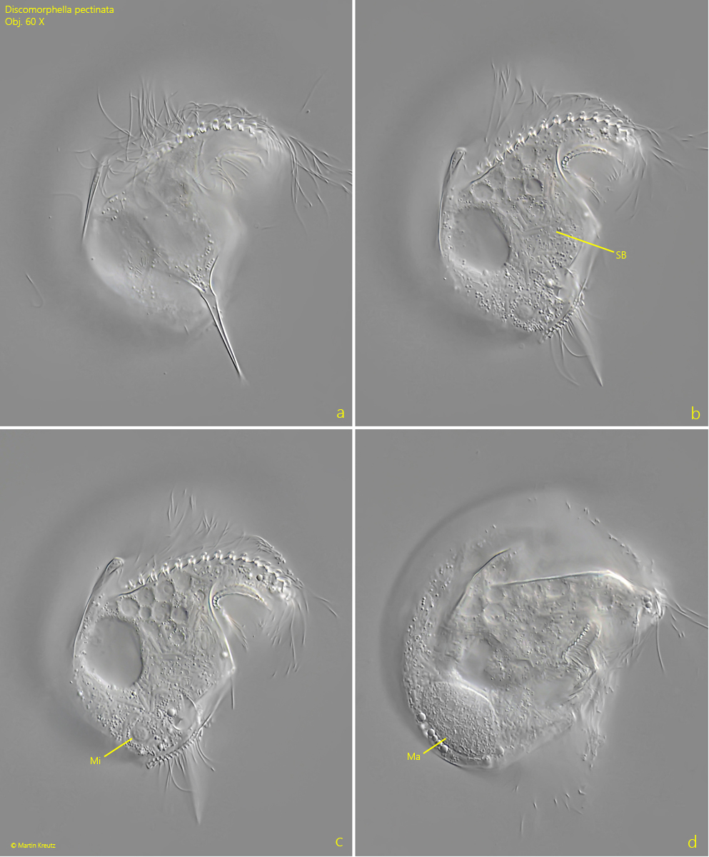 Discomorphella-pectinata