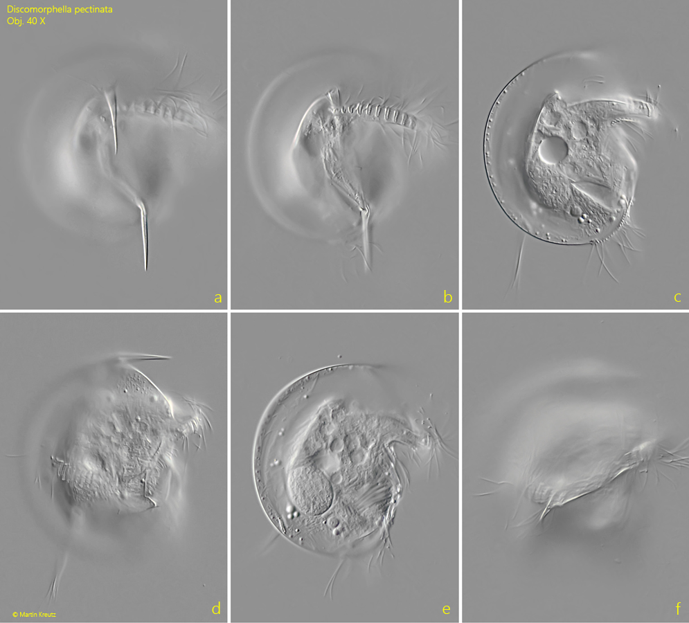 Discomorphella-pectinata