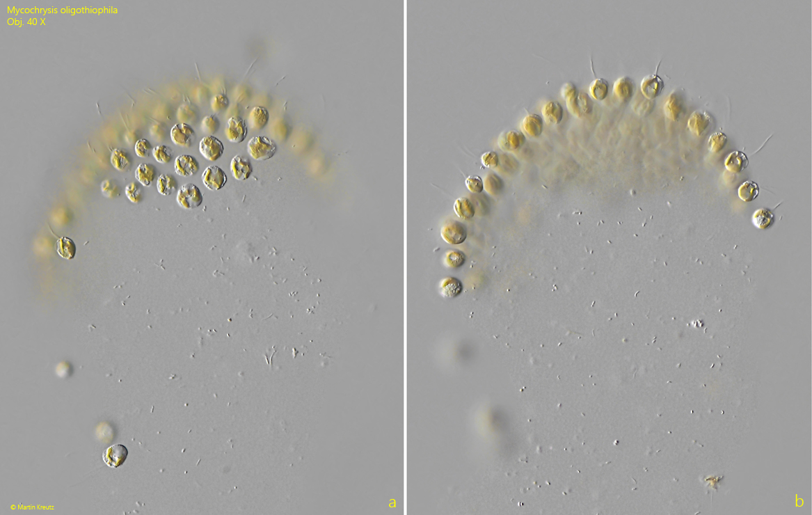 Mycochrysis-oligothiophila