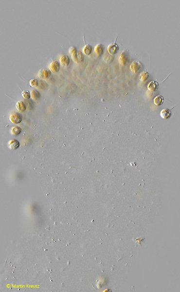 Mycochrysis-oligothiophila
