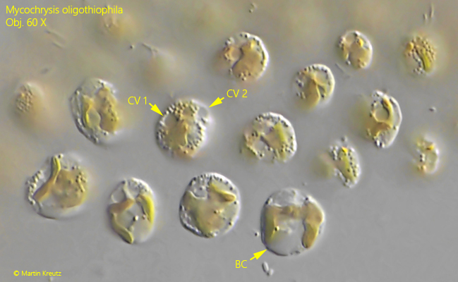 Mycochrysis-oligothiophila