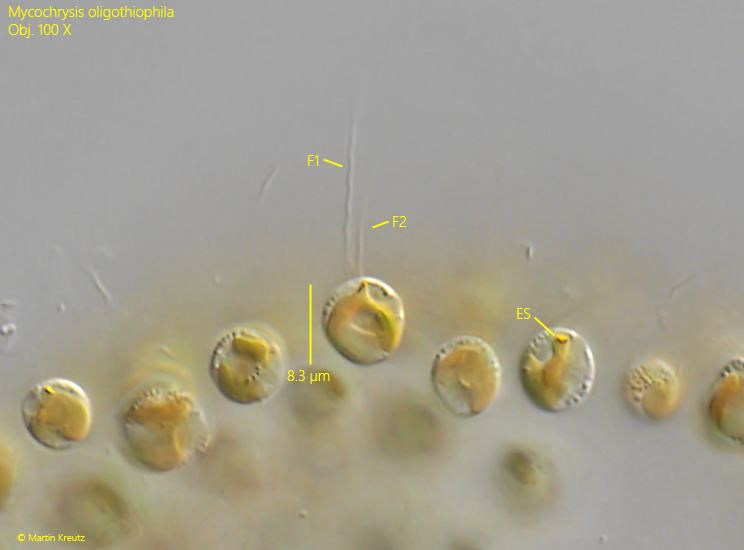 Mycochrysis-oligothiophila