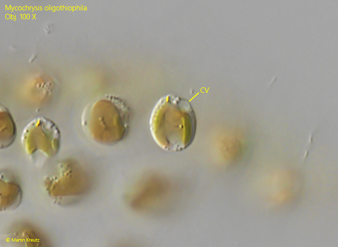 Mycochrysis-oligothiophila