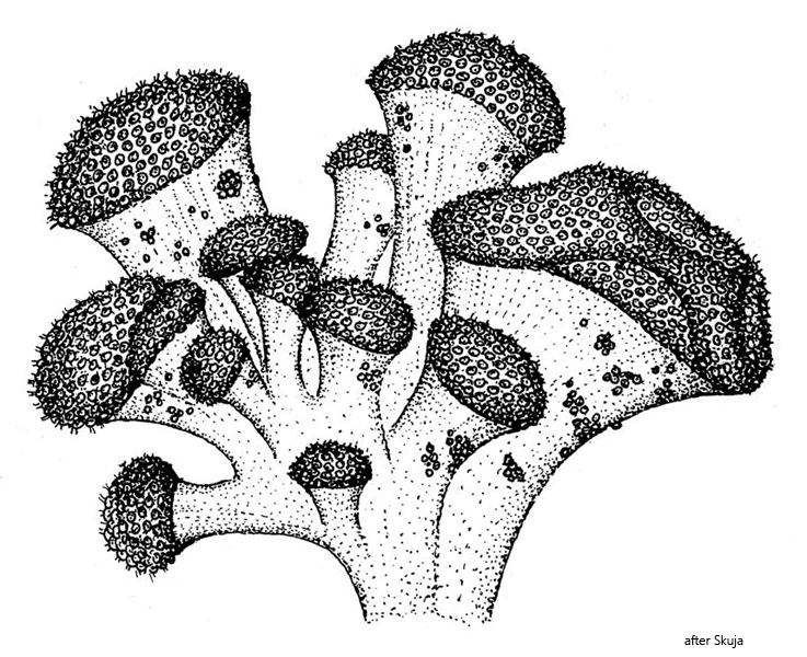 Mycochrysis-oligothiophila