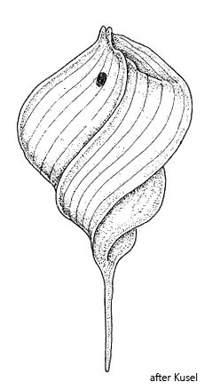 Phacus-helikoides