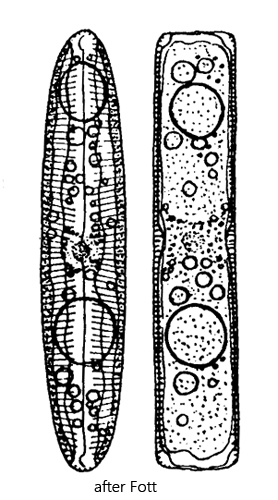 Pinnularia-viridis