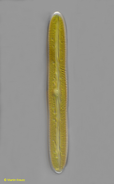 Pinnularia-viridis