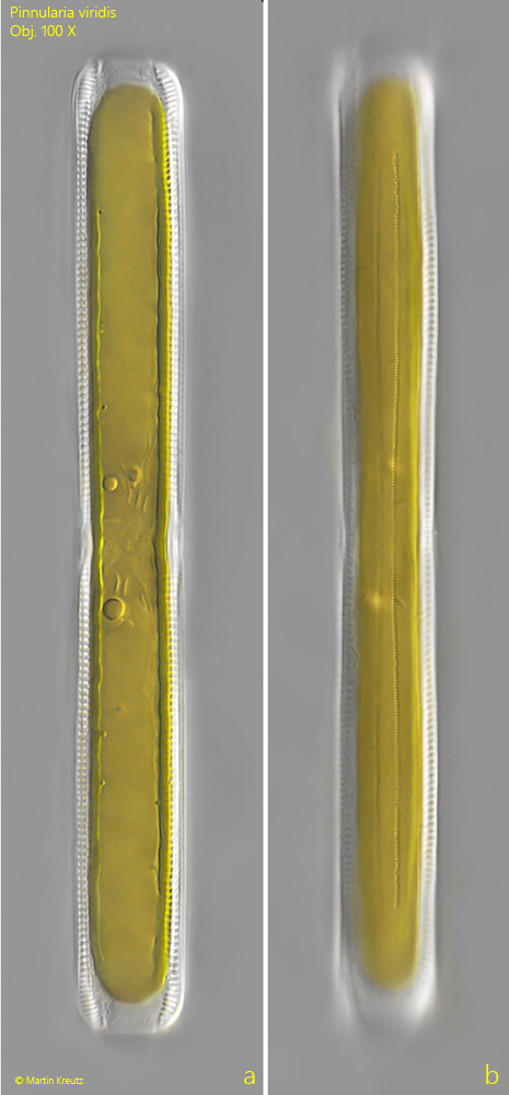 Pinnularia-viridis