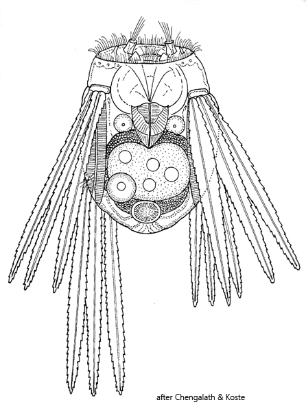 Polyarthra-minor
