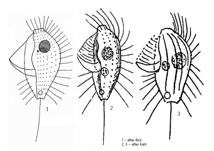 Protocyclidium-citrullus