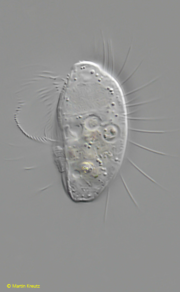 Protocyclidium-citrullus