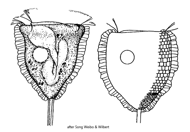 Pseudovorticella-chlamydophora