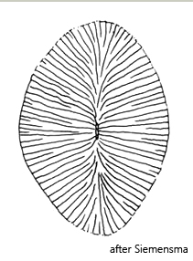 Raphidiophrys-ovalis