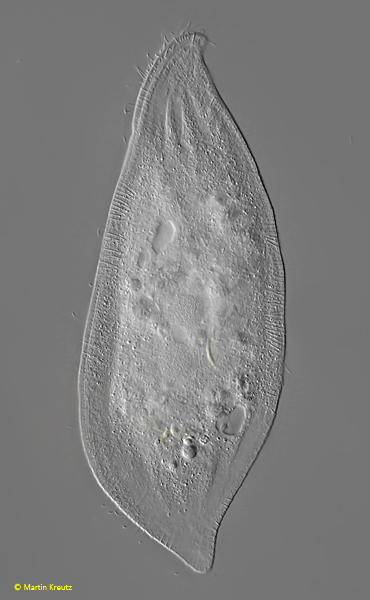 Siroloxophyllum-utriculariae