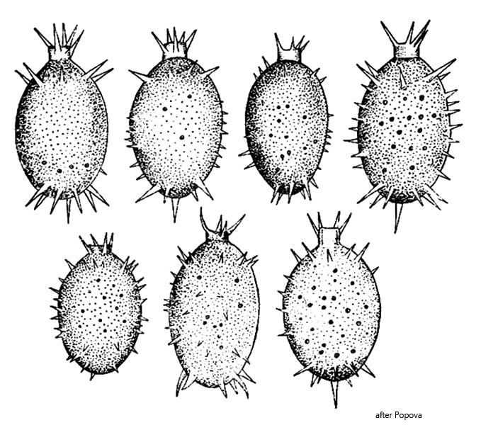 Trachelomonas-hystrix