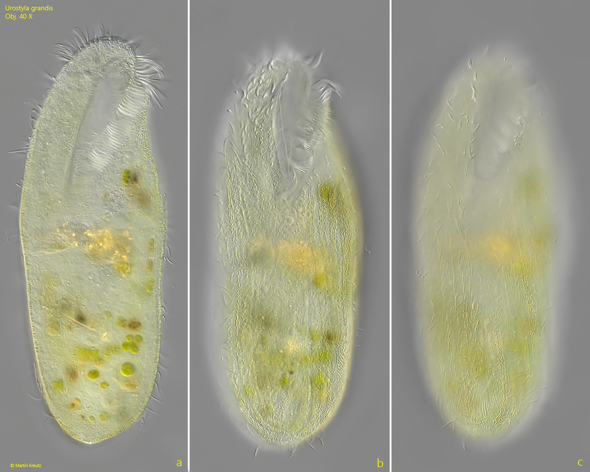 Urostyla-grandis