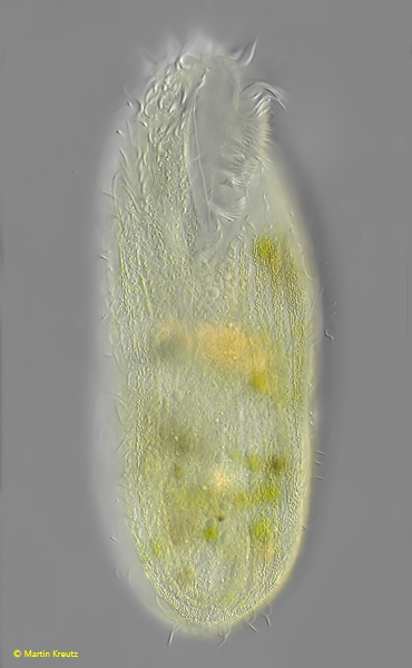 Urostyla-grandis