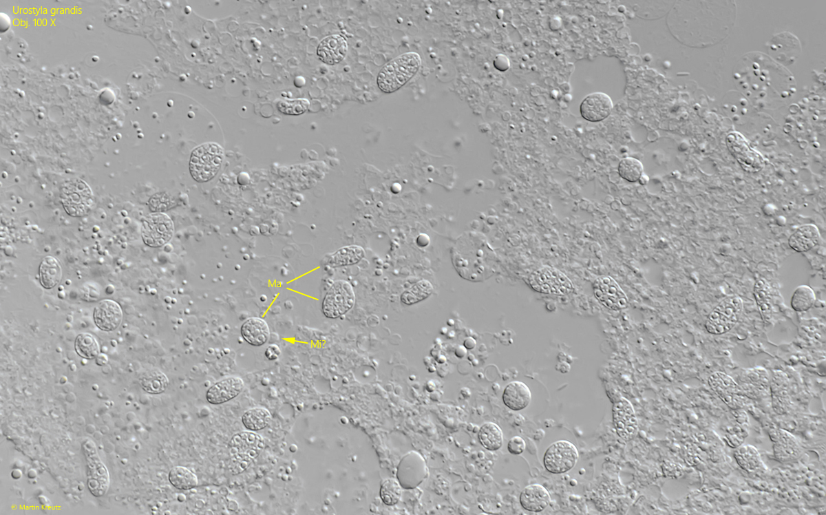 Urostyla-grandis