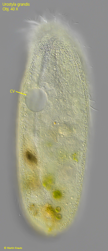 Urostyla-grandis