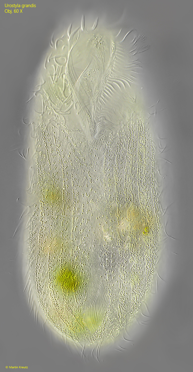 Urostyla-grandis