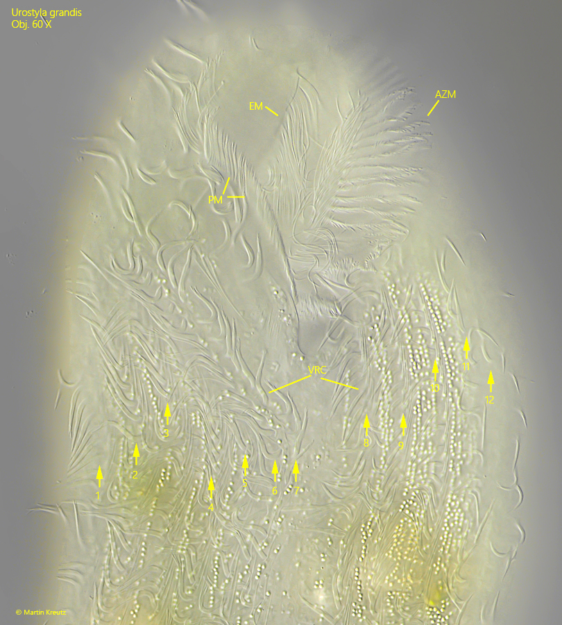 Urostyla-grandis