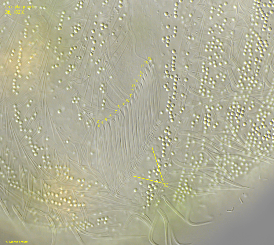 Urostyla-grandis