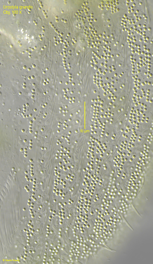Urostyla-grandis
