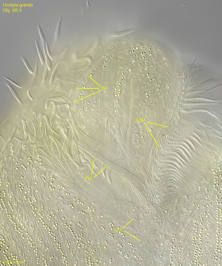 Urostyla-grandis