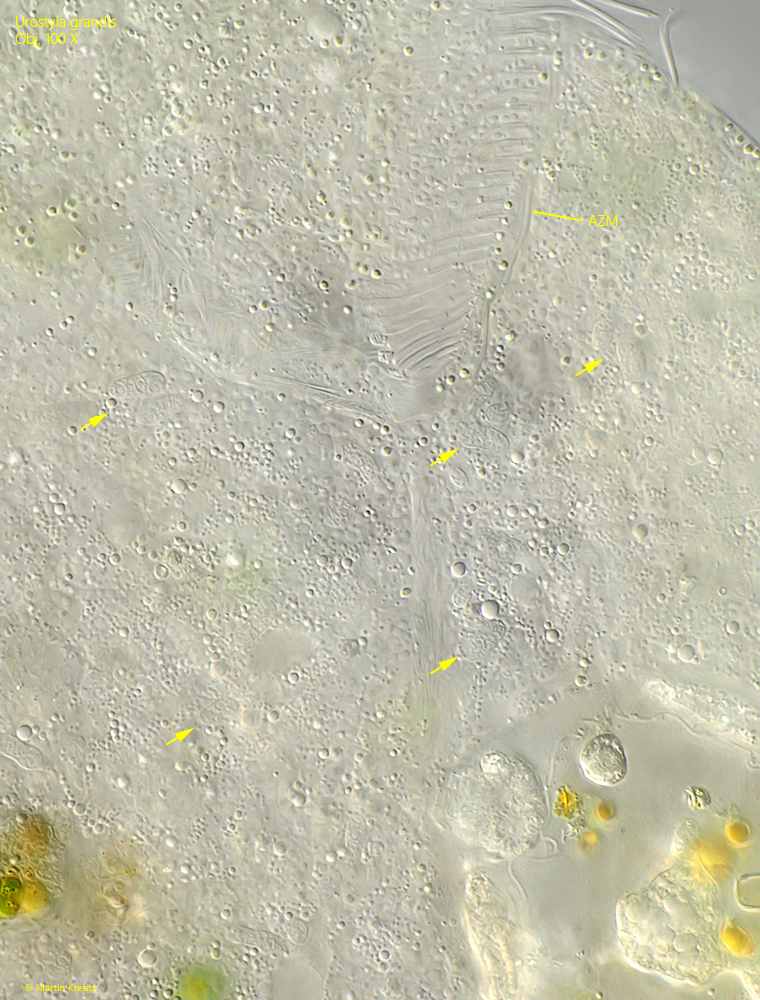 Urostyla-grandis